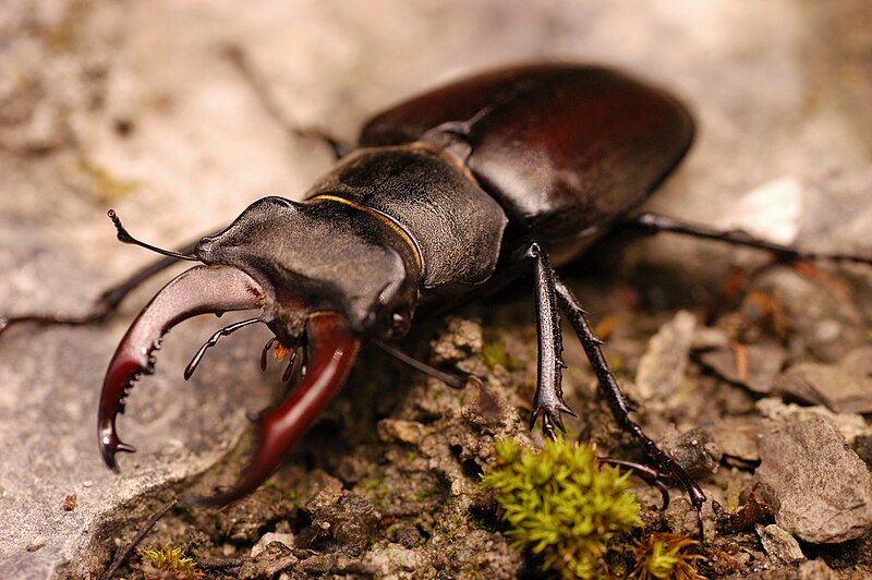 File:Lucanus cervus male top 2.jpg