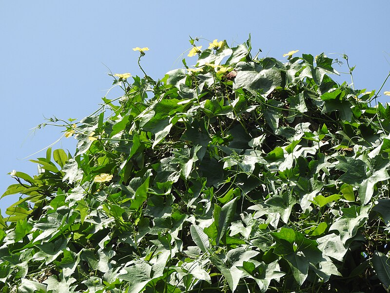 File:Luffa acutangula-2-surakkapatty-yercaud-salem-India.jpg