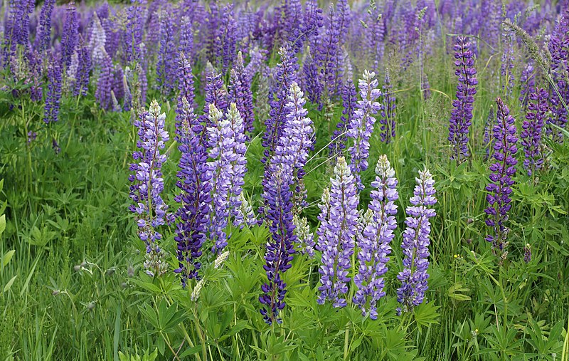 File:Lupinus polyphyllus UA 2015 G2.jpg