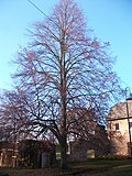 Luther linden tree with memorial stone