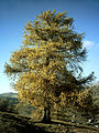 Tree in autumn, Beuil, Alpes-Maritimes, France (image brightened)