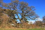 Various trees