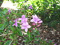 Pseuderanthemum laxiflorum in the Mount Coot-tha Botanical Gardens. Photo taken in October (mid spring) of 2012.