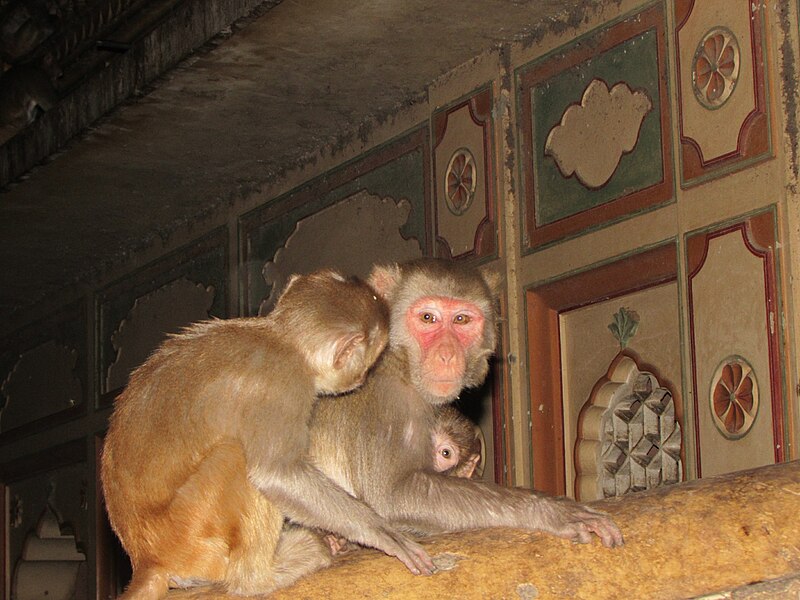 File:Macaca mulatta - India 2.JPG