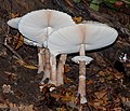 * Nomination Parasol mushroom; Malsch, District of Karlsruhe --Llez 05:49, 17 December 2019 (UTC) * Promotion  Support Good quality. --Ermell 07:07, 17 December 2019 (UTC)