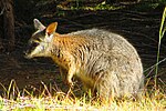 Vorschaubild für Derbywallaby