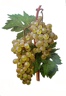 Madeleine Angevine Variety of grape