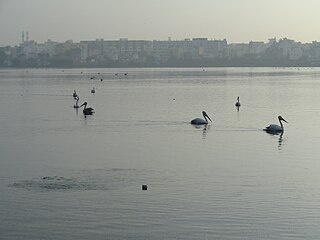 Madiwala Lake Lake in Bengaluru