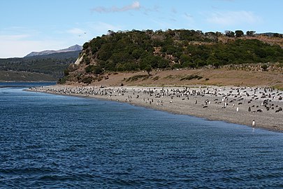 Une plage près d'Ushuaia, colonisée par des manchots de Magellan
