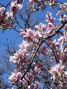 Magnolia x soulangeana (Jean Tosti).jpg