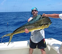 Bull (male) mahi-mahi caught in the Florida Keys MahiMahi-bull.jpg