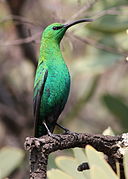 bright green sunbird with black wings