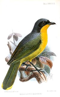 Black-fronted bushshrike Species of bird