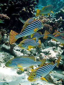 Sweetlips orientais das Maldivas, Plectorhinchus vittatus.jpg