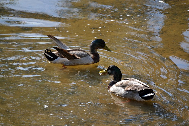 File:Male Mallards (7094650775).jpg