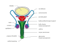Male genital system - Front view.svg