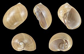 Mammilla priamus, shell