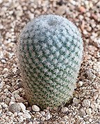 Mammillaria albilanata-20201220-RM-122918.jpg