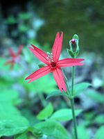 Mammoth Cave National Park FIREPINK.jpg