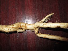 Mandrake Root.