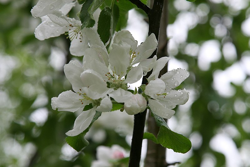 File:Mani ziedi My flowers - panoramio (23).jpg