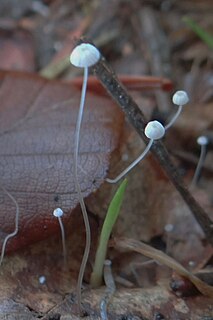 <i>Rhizomarasmius setosus</i> species of fungus