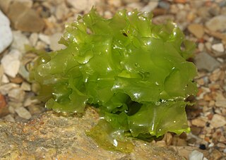 <span class="mw-page-title-main">Sea lettuce</span> Genus of seaweeds