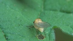 Dosya: Meiosimyza cf rorida - 2012-05-19.webm