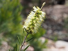 Melaleuca flavovirens жапырақтары мен гүлдері.jpg