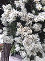 M. linariifolia (snow-in-summer).