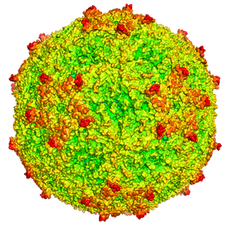 <span class="mw-page-title-main">Mengovirus</span> Species of virus