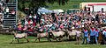 * Nomination Running-of horses; Wildpferdefang 2014, Merfelder Bruch, Dülmen, Germany --XRay 16:35, 12 June 2014 (UTC) * Promotion OK. --Mattbuck 22:13, 19 June 2014 (UTC)