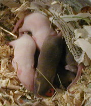 صغار الفأر عمرها 9 أيام