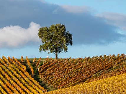 Tree in a vineyard near Michelau in the Steigerwald