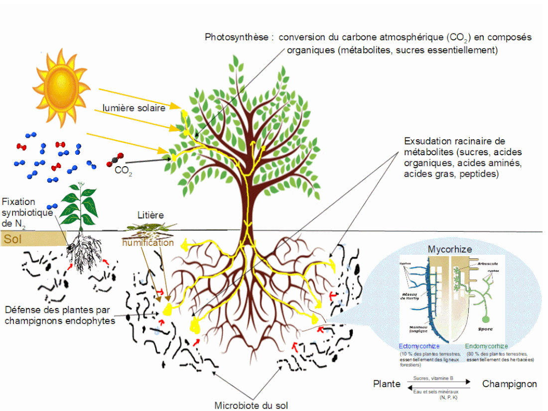 Microbiologie du sol