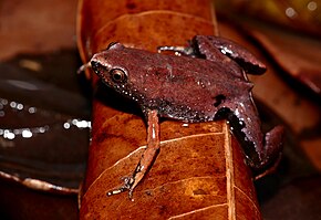 Microhylid Frog (Chiasmocleis shudikarensis) image (39039339741) .jpg açıklaması.