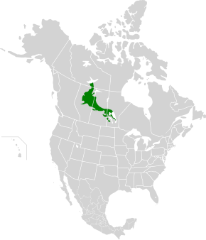 Afbeeldingsbeschrijving Middencontinentale Canadese bossen map.svg.