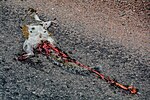 Thumbnail for File:Mid Devon , Squirrel Roadkill - geograph.org.uk - 5901132.jpg