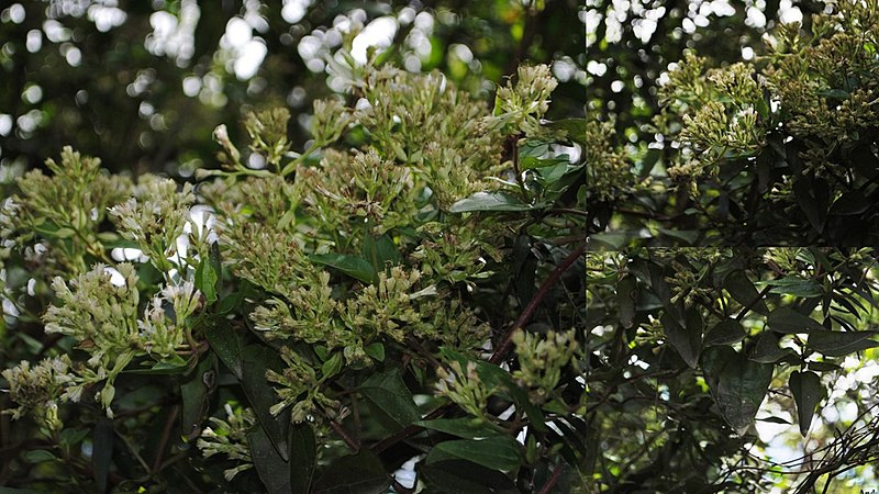 File:Mikania involucrata poster Uruguay.jpg