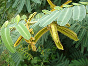 Mimosa pigra Mắt mèo