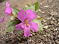 Mimulus cusickii-5-31-05