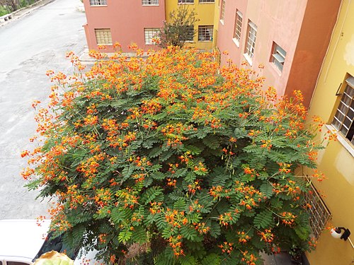 Uma Mini Flamboyant (Caesalpinia pulcherrima), ou flamboyant-mirim, num jardim de um conjunto de prédios na cidade de Pedro Leopoldo