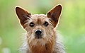 Mor Tysk spitz, far Yorkshire terrier