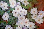 Monet - clematis.jpg