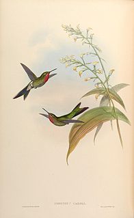 <span class="mw-page-title-main">Bronze-tailed comet</span> Species of hummingbird