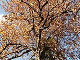 Magnolia acuminata, or cucumber tree.