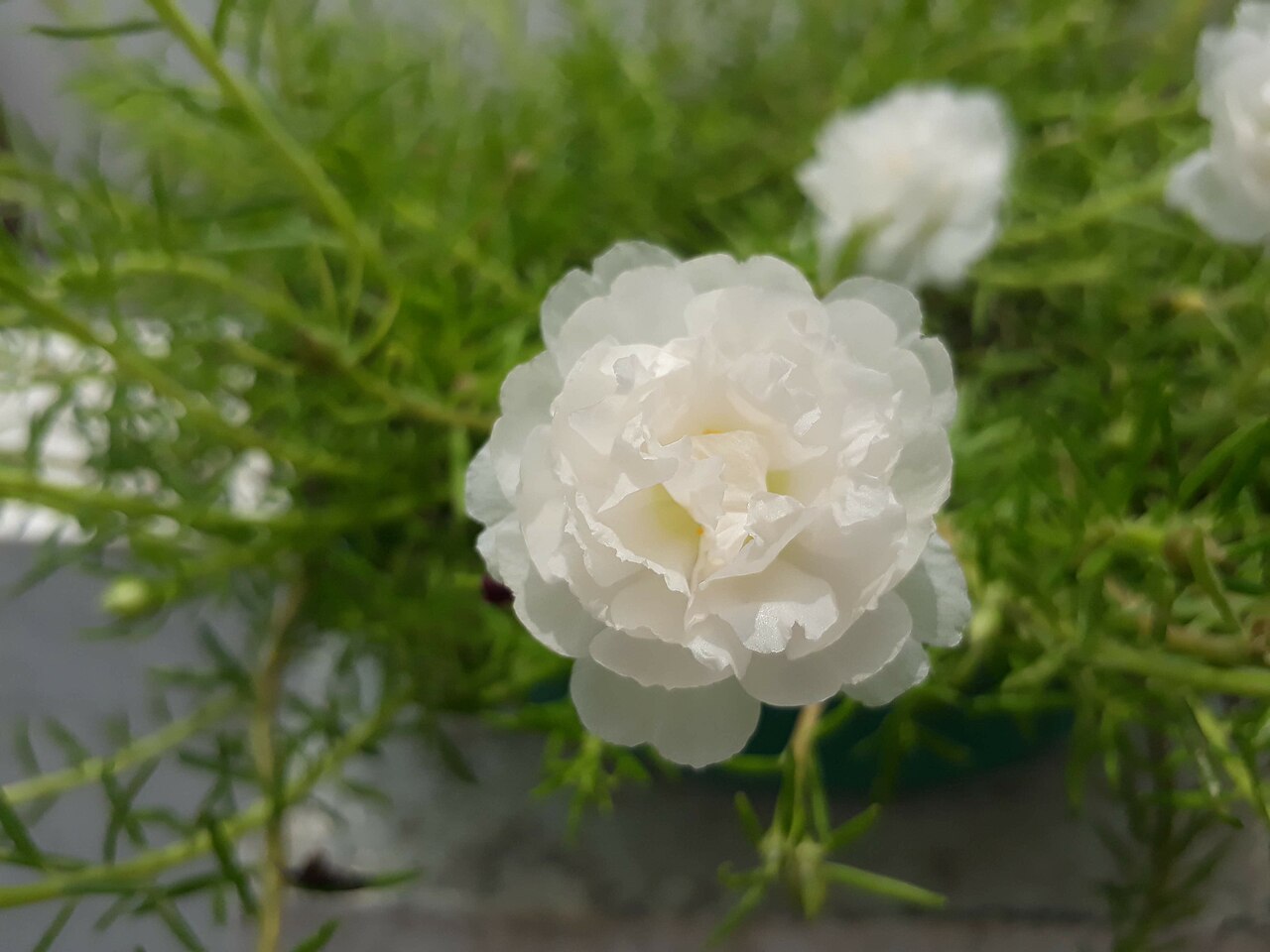 Table (Moss) Rose - White