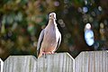 Mourning Dove (5569481356).jpg