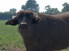 Una bufala di Paestum