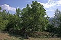 Deutsch: Maulbeerbaum (de:Morus nigra) und Flechtzaun im albanischen Dorf Ogren-Kostrec English: Mulberry tree (en:Morus nigra) and wattle fence in the albanien village Ogren-Kostrec (source name: dscRX009348_Maulbeerbaum_und_Flechtzaun_small.jpg)